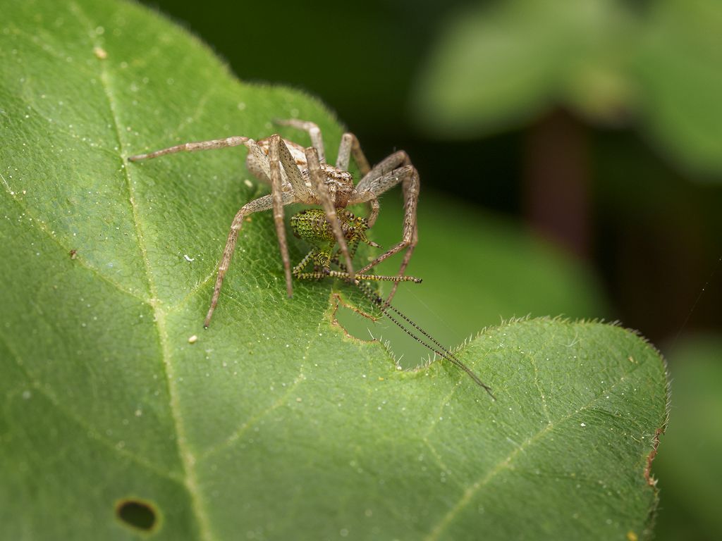 Philodromus sp. che preda neanide di Phaneropteridae